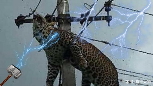 而这些困难,通常都是由人类引起的,动物触电就是这样一种