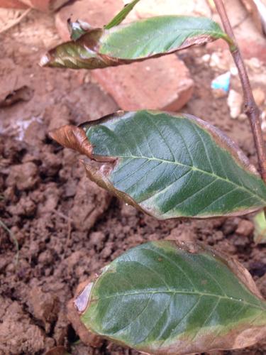 番石榴树叶子变黄是什么原因