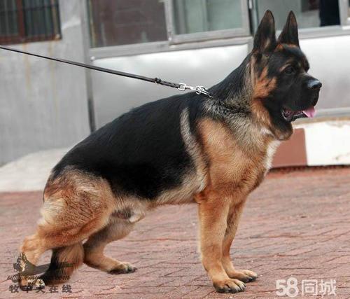 出售黑神幼犬 嘴方立耳标准锤系视频