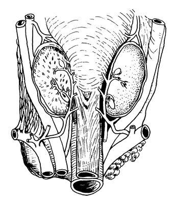 甲状旁腺的生理与解剖