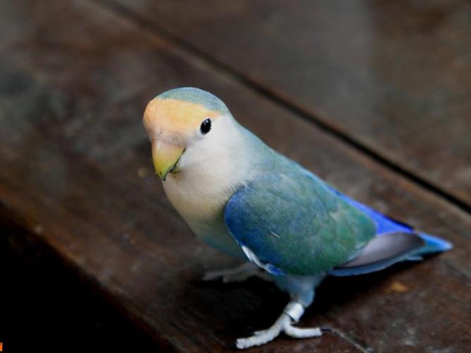 面类小鹦品系分类-牡丹鹦鹉爱好者之家