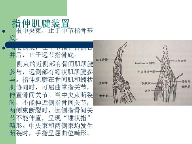 手部伸肌腱的解剖应用1