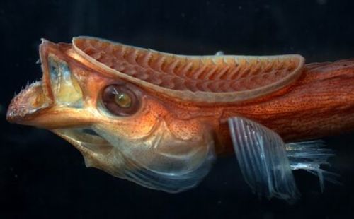 科学家发现长吸盘的鱼类可吸附在鲨鱼身体/图