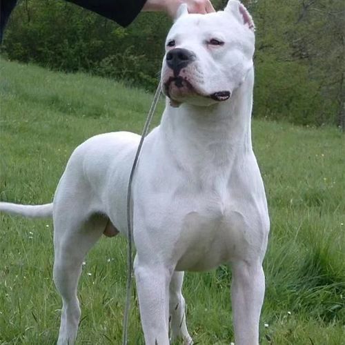 苏州杜高犬价格《鸿程养殖》