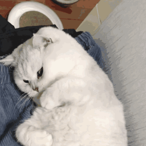 有哪些沙雕又可爱的表情包