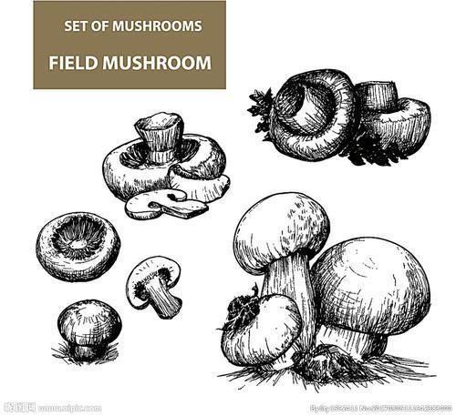 关于香菇文化手抄报 茶文化手抄报