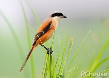 棕背伯劳怎么分公母