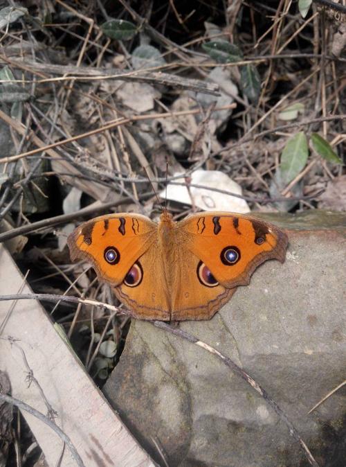 眼蝶----眼蝶科蝴蝶 评论|  1 小时前 mapi|来自手机知道|一级 蛱蝶