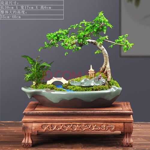 唯友小叶榆树盆景植物好养花卉盆栽四季常青室内花客厅造型老桩苗绿植