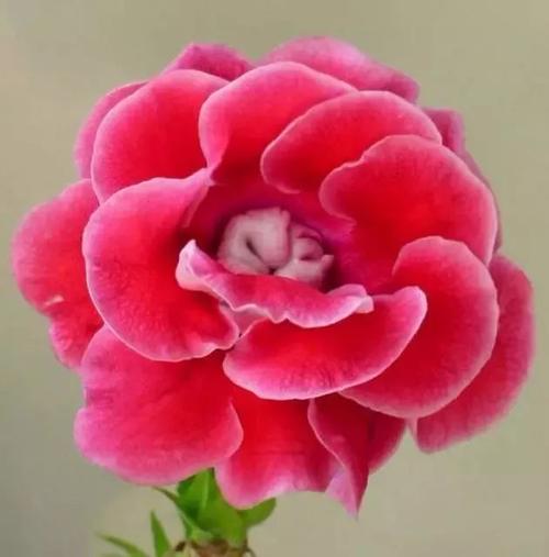 国画素材丨大岩桐花