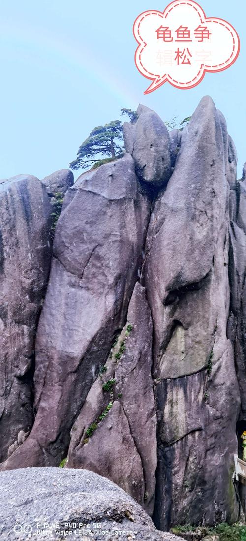 龟鱼争松～黄山奇石