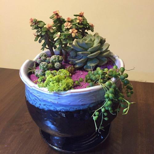 多肉植物怎么养如何养多肉植物