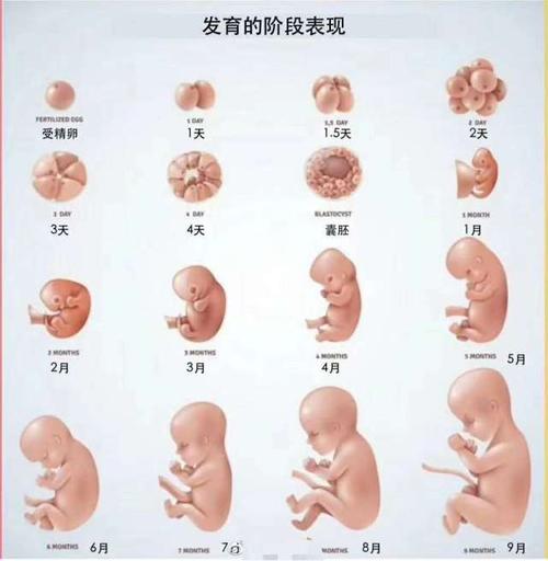 胎儿一般在多少周出生?怀孕37周和40周都是足月生,区别却很大