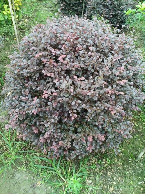 供应红花继木球