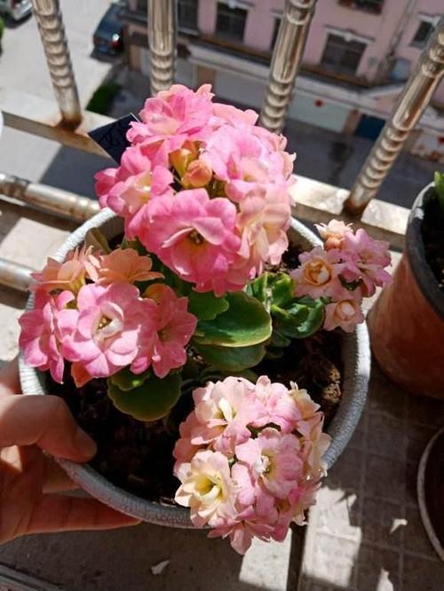 奶油长寿花的花瓣大小比上面介绍的那两种稍微大一些,花瓣也比较薄.