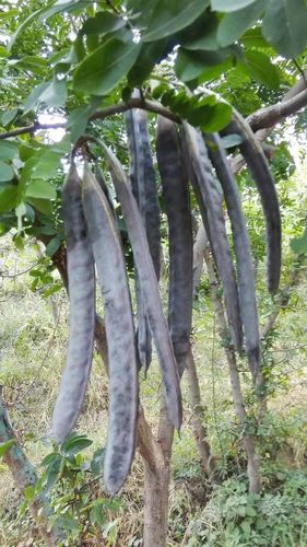 果用皂荚——即胶用皂荚,以产皂荚角种子为目的,皂角种子可加工皂角米