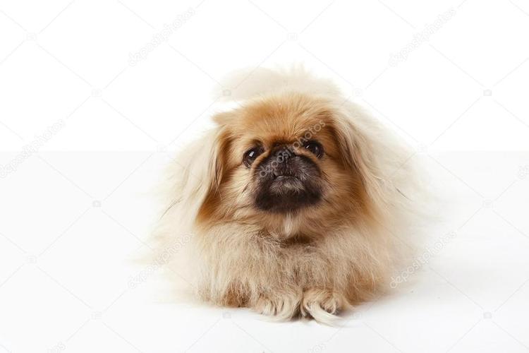 pekinese dog