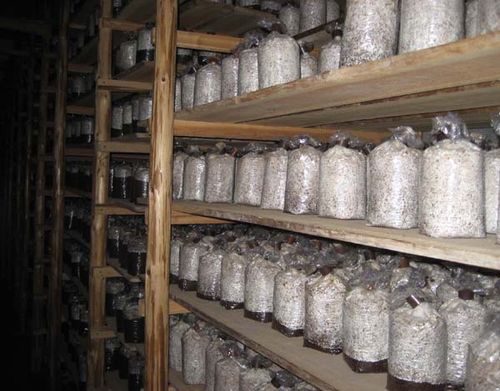 供应灵芝菌种   &nbsp;&nbsp;&nbsp;&nbsp;; 菌种供应 &nbsp;; 香菇