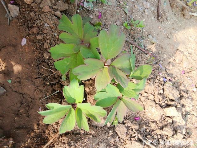 牡丹花的幼苗图片欣赏