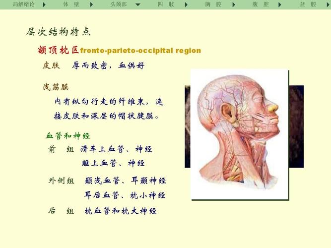 医学课件 局部解剖学 头颈部