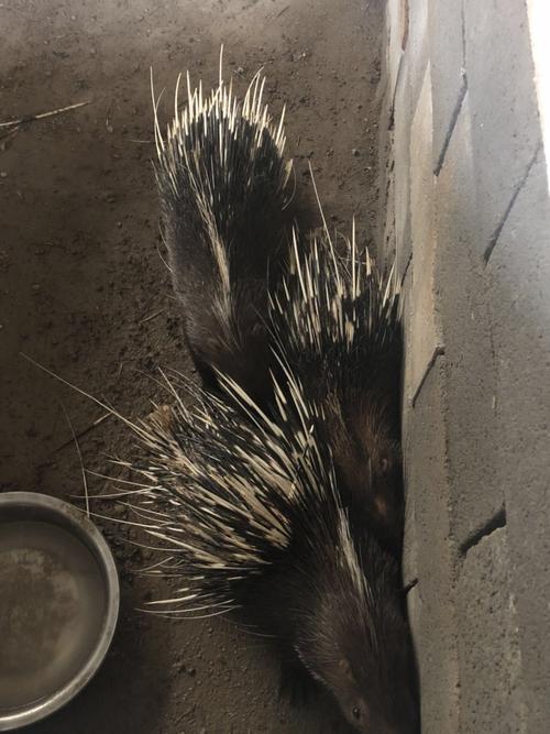 南澳豪猪的圈舍怎养殖么建