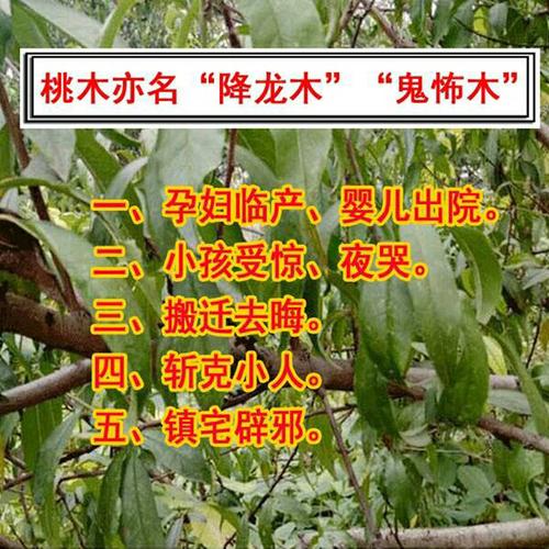 野生桃树枝 辟邪桃木 镇宅孕妇婴儿惊吓夜晚啼哭护身随身东南桃木