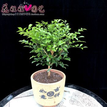 带土九里香盆栽树苗九里香苗观叶植物带土发货四季南北方种植庭院办公