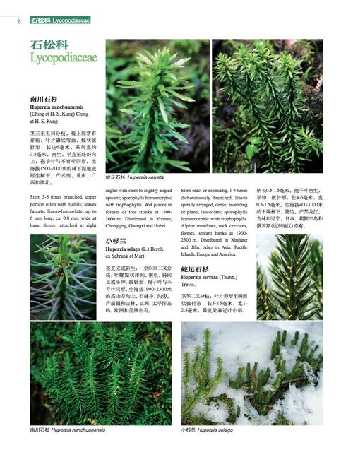 中国高等植物彩色图鉴