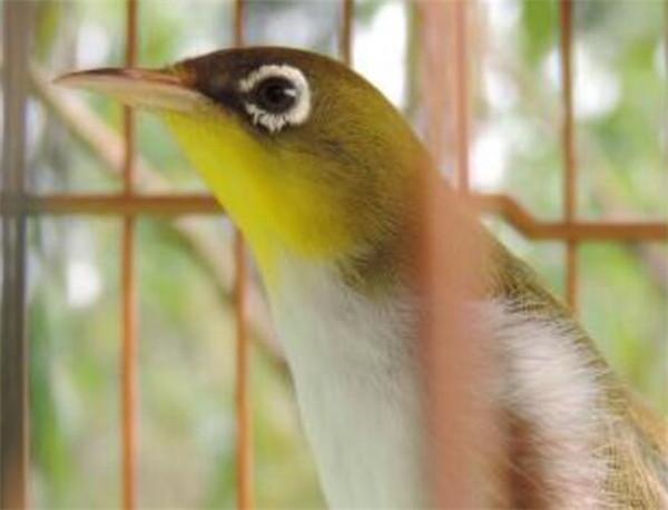 金绣眼鸟叫声好听吗 绣眼鸟如何区分公母