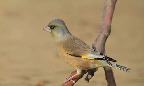 金翅雀如何区分公母?如何挑选金翅雀?