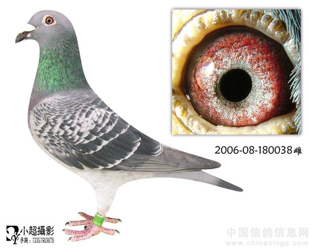 超级金元宝