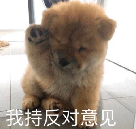萌宠表情包:我持反对意见