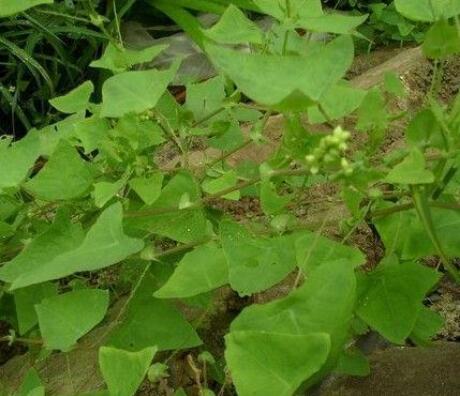 老虎脷的功效与作用 老虎脷的用法用量和使用禁忌