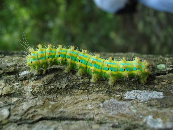 图片大全] 毛毛虫图片