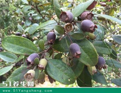 也叫哆尼,岗菍,山菍,多莲,当梨根,稔子树,豆稔,仲尼,乌肚子,桃舅娘,当