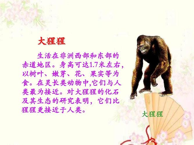大猩猩