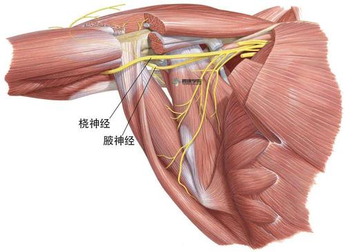 那损伤的部位就只能是在腋部的一个特殊解剖部位,该处腋神经和支配肱