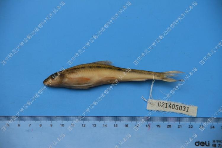 标本馆 scnc 国家 中国 单位 西华师范大学珍稀动植物研究所 采集地