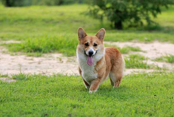 威尔士柯基犬