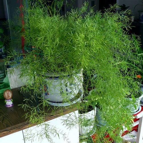 吊兰四季长青天门冬武竹丝耐寒植物绿植花园阳台垂吊花卉盆栽花苗