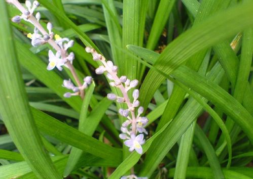 麦冬的功效与作用麦冬图片