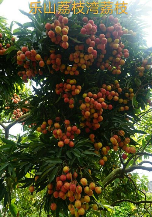 乐山悦来乡荔枝湾村荔枝采摘季