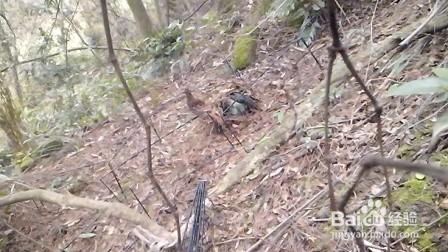 抓竹鸡怎么布堂