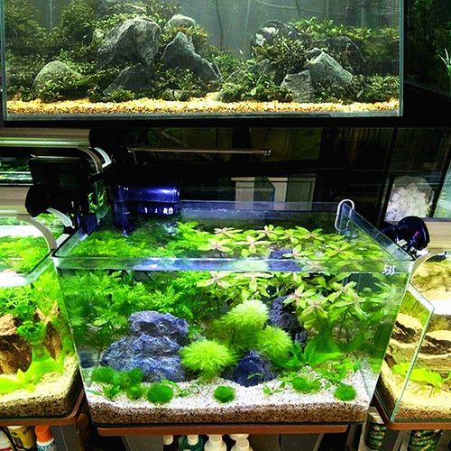 盆栽多肉植物水培装饰种花铺面小石子 鱼缸造景铺底黄金河砂粗砂
