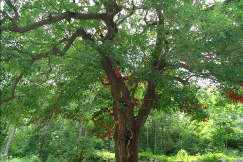 栽下梧桐树,引来金凤凰是什么意思?