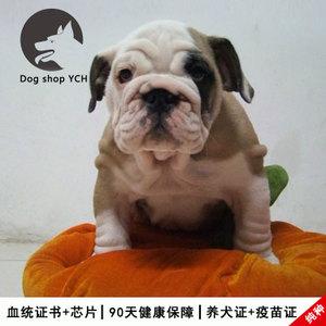 斗牛犬恶霸
