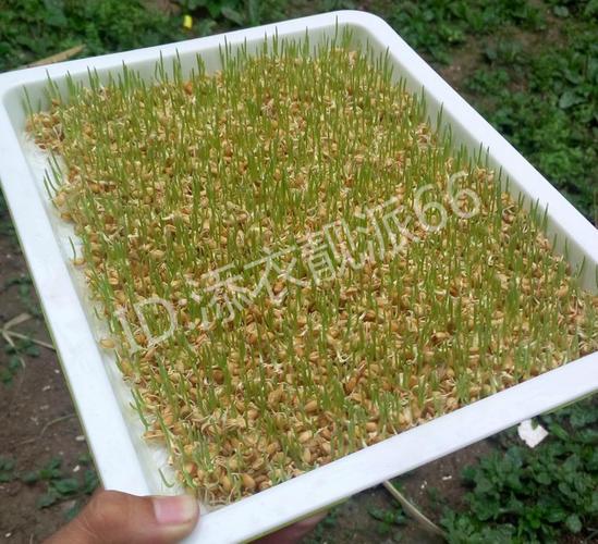 有机小麦苗种子农家小麦草种子猫草麦粒小麦种子水培榨汁做麦芽糖