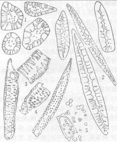 9.木纤维 10.栓化组织