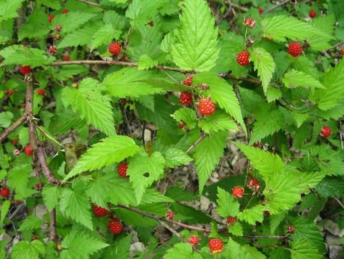 覆盆子(学名:rubus idaeus).