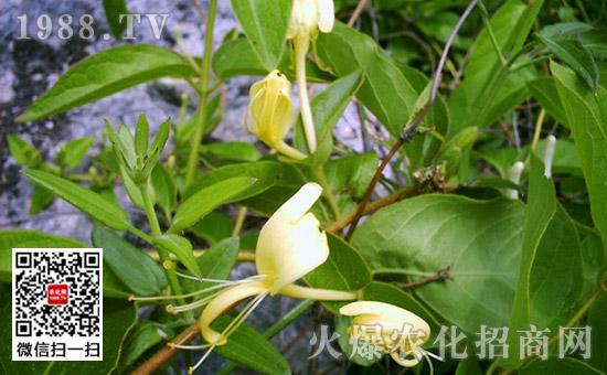 金银花病虫害有哪些吗金银花病虫害怎么防治